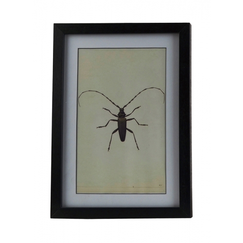 Obrazek robak 35x25 cm